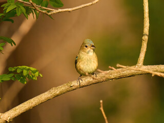 Immature Indigo Bunting Little bird on a branch