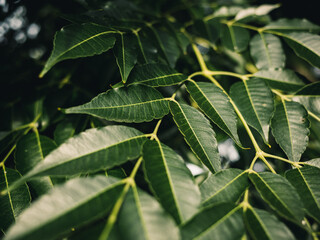 Fototapeta premium green leaves background