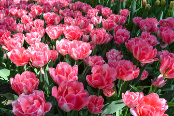 Obraz premium Pink tulip flower bed. Pink tulips. Pink flowers. Spring bulb flowers 