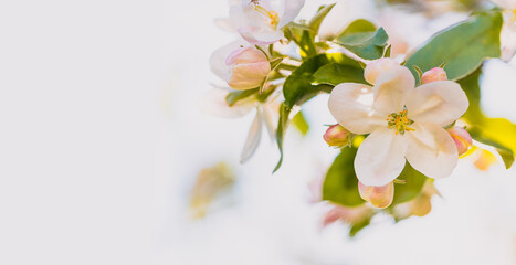 Apple blossom branch on white background. Beautiful spring flowers concept with copy space. Shallow depth of field.