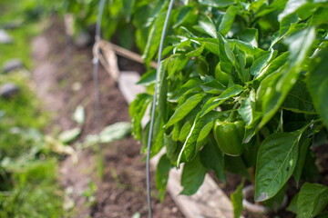 Fototapeta premium Green pepper in summer season. Agricultural beds. Growing vegetables and fruits.