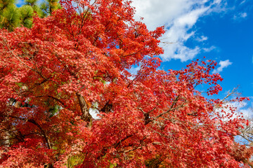 Fototapeta na wymiar 京都の大覚寺・大沢池のほとりで見た、真っ赤な紅葉と快晴の青空