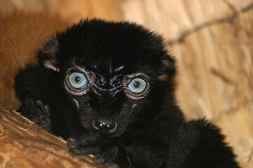 A portrait of a male Blue-eyed Black Lemur
