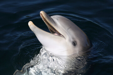 A Common Bottlenose Dolphin being playful
