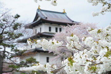 Naklejka premium Sakura in Matsumae Park, Hokkaido