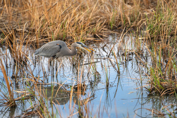 Great blue heron (Ardea cinerea) stands in a swamp.