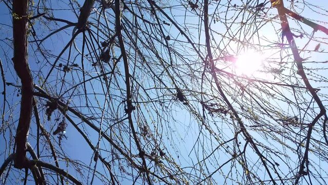 A sunny blue sky appears through green tree branches, creating a fresh and peaceful natural scene filled with light, openness, and calm outdoor atmosphere.