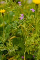  Purple and yellow flowers