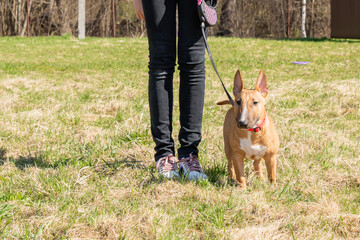 Teen age girl training her miniature bull terrier dog outdoors. puppy during obedience training...