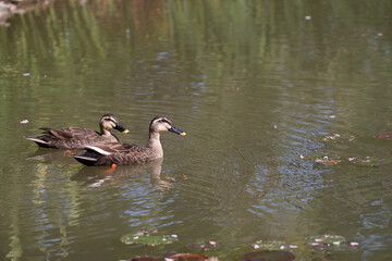 二羽のカルガモ