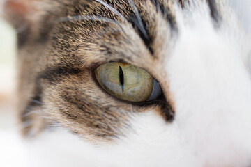 猫の眼　キジトラ白