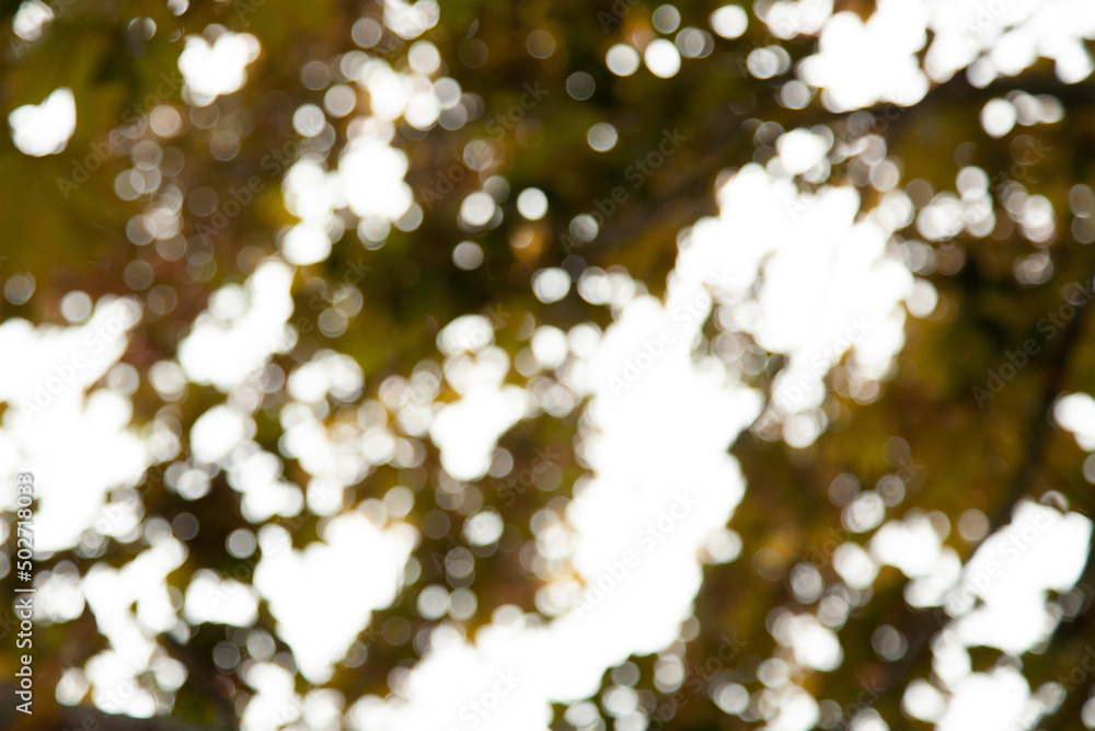 Canvas Prints bokeh blur tree and sunlight nature background with sunlight on summer.