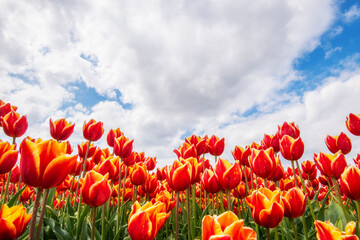 Dutch tulips in the spring.