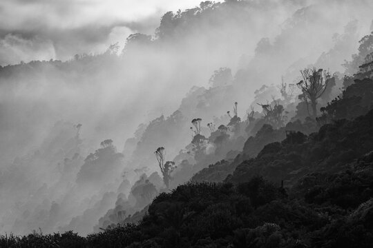 Looking north towards Karamea from Gentle Annie Point. A monochromatic view over native bush on a dark, misty morning.