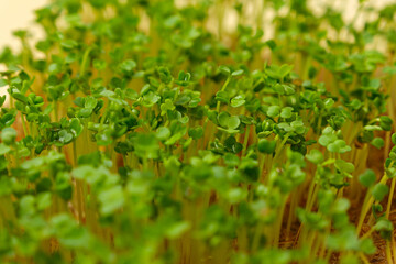 closeup arugula sprouts microgreens