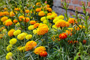 Tagetes patula french marigold yellow orange flower. Close up beautiful Marigold flower and leaf (Tagetes erecta, Mexican, Aztec or French marigold) in garden. Selective focus