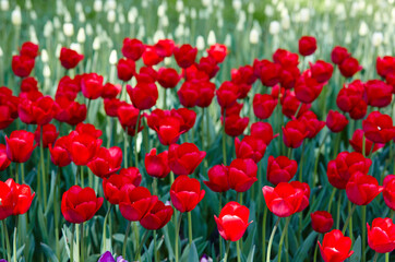 Beautiful tulip flowers blooming in a garden. Beauty tulip plant in the spring garden in rays of...