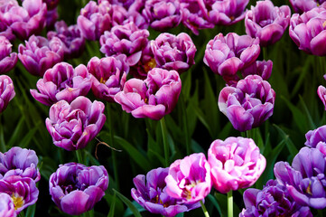 Beautiful tulip flowers blooming in a garden. Beauty tulip plant in the spring garden in rays of sunlight in nature. Blur background with bokeh image, selective focus