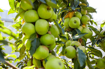 Ripe apples on a tree in a garden. Organic apples hanging from a tree branch in an apple orchard