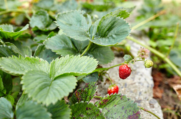 Close-up view of strawberry grows in the garden at summer light. Selective focus, blurred background