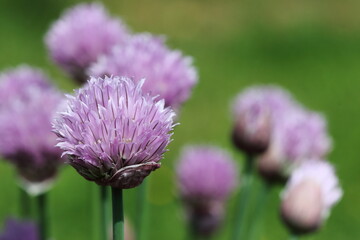 Purple Allium  (monocotyledonous).