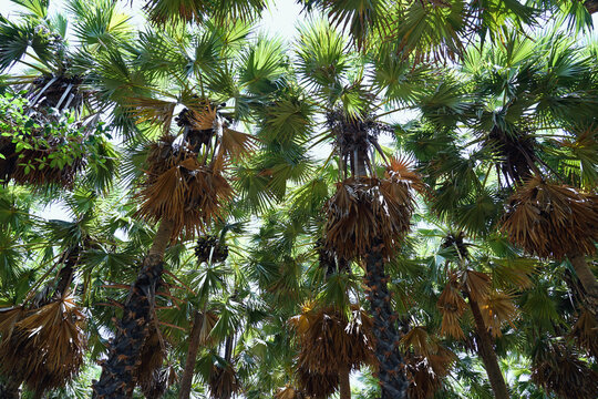 Asian palmyra palm or toddy palm in the garden.
