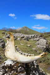 quijada mandíbula maxilar hueso caballo dientes molar esqueleto equino monte aizkorri país vasco 4M0A3769-as22 - 502721605