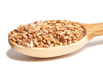 Wheat grains in wooden spoon isolated on white background.