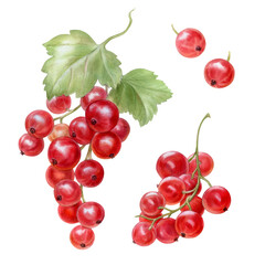 Set with red currant berries, watercolor illustration