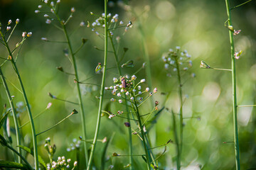 Field plant shepherd's purse. Photo of nature. Wild nature.