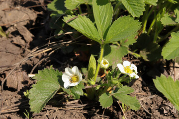 strawberry bush with flowers