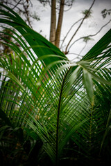 Obraz na płótnie Canvas leaves of palm