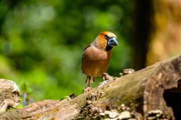 Appelvink - Hawfinch