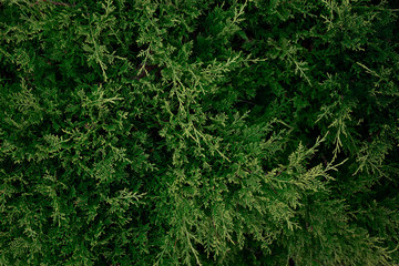 juicy fresh green needles. great out for design