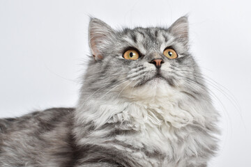 With a fluffy gray cat on a white background. A place to copy