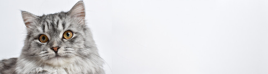 Fototapeta premium Banner with a fluffy gray cat on a white background. A place to copy