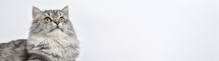 Banner with a fluffy gray cat on a white background. A place to copy