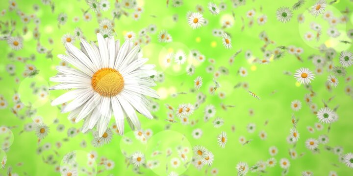 Flying white daisy flowers