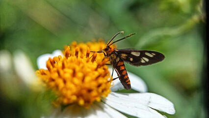 Close-up butterfly on flower sucking flower pistil