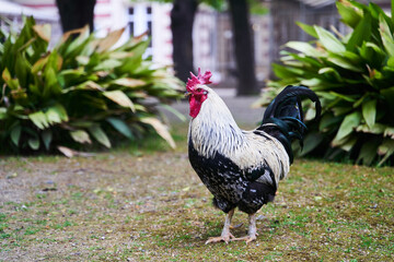 Black and white rooster stands on the lawn close-up