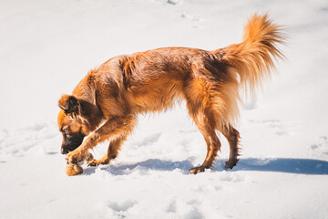 Hund / Winter / Schnee