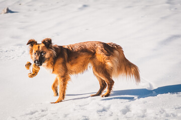 Hund / Winter / Schnee
