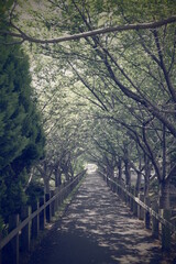 日本の岡山県倉敷市児島の風の道の美しい風景
