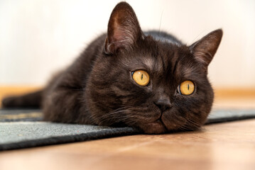 Cute cat with yellow eyes laying on the floor close up muzzle