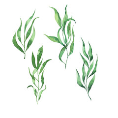 Set of decorative spring green leaves or branches. Hand drawn watercolor illustration. - 502724294