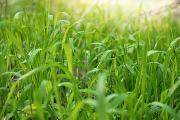 Fresh green grass on blurred spring foliage bokeh background