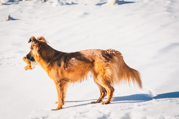 Hund / Winter / Schnee