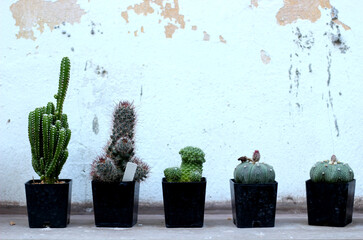 Cactus in plant pot with old wall background