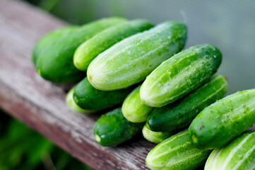 harvest of cucumbers in the garden. growing healthy and tasty vegetables. Organic agriculture in village. 