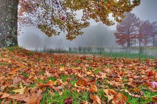 AUTUMN LEAVES AND COLOURS.  Kenmo Lake, Hazeldene, Himeville, South Africa